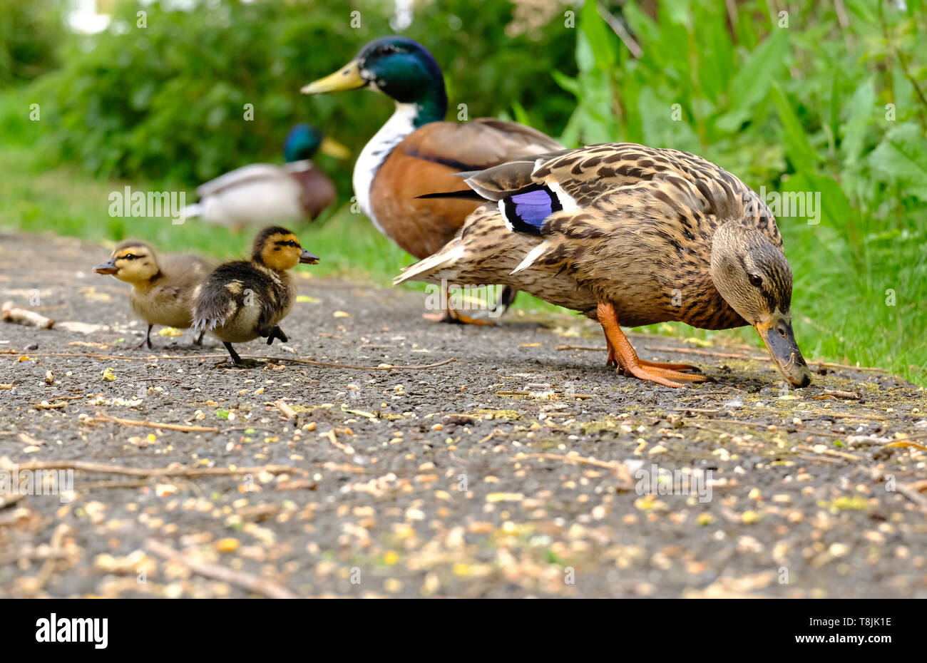 Stockente Eltern suchen nach Essen mit ihren zwei Entenküken in einem Englischen Garten Stockfoto