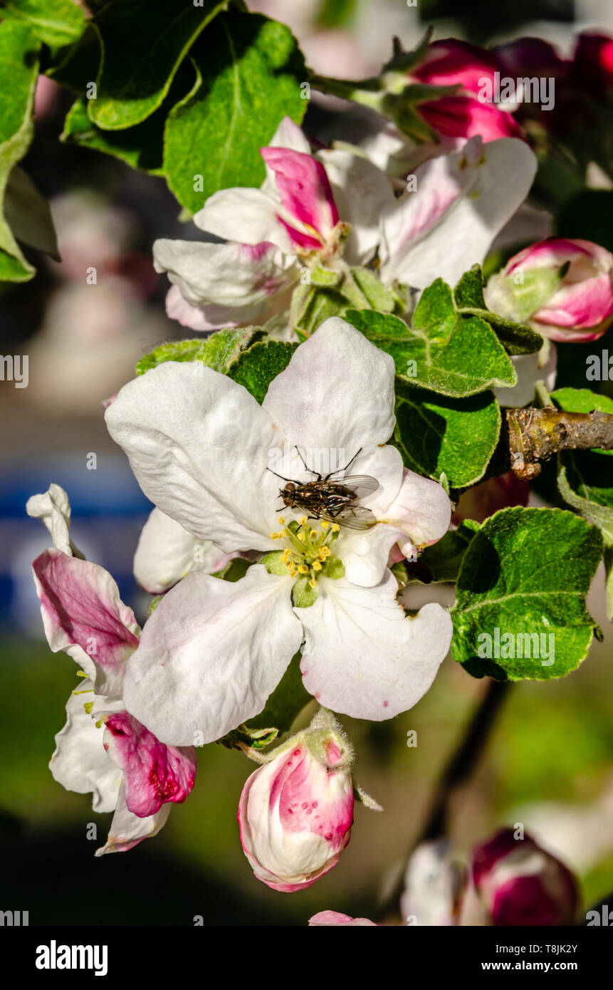 Auf einem Apple Blossom Fliegen Stockfoto