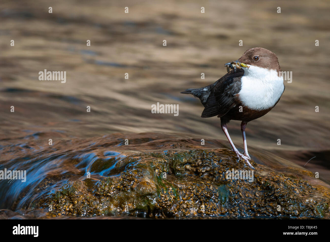 Pendelarm - Cinclus cinclus einzigen Vogel auf Rock mit Nahrung im Schnabel Stockfoto