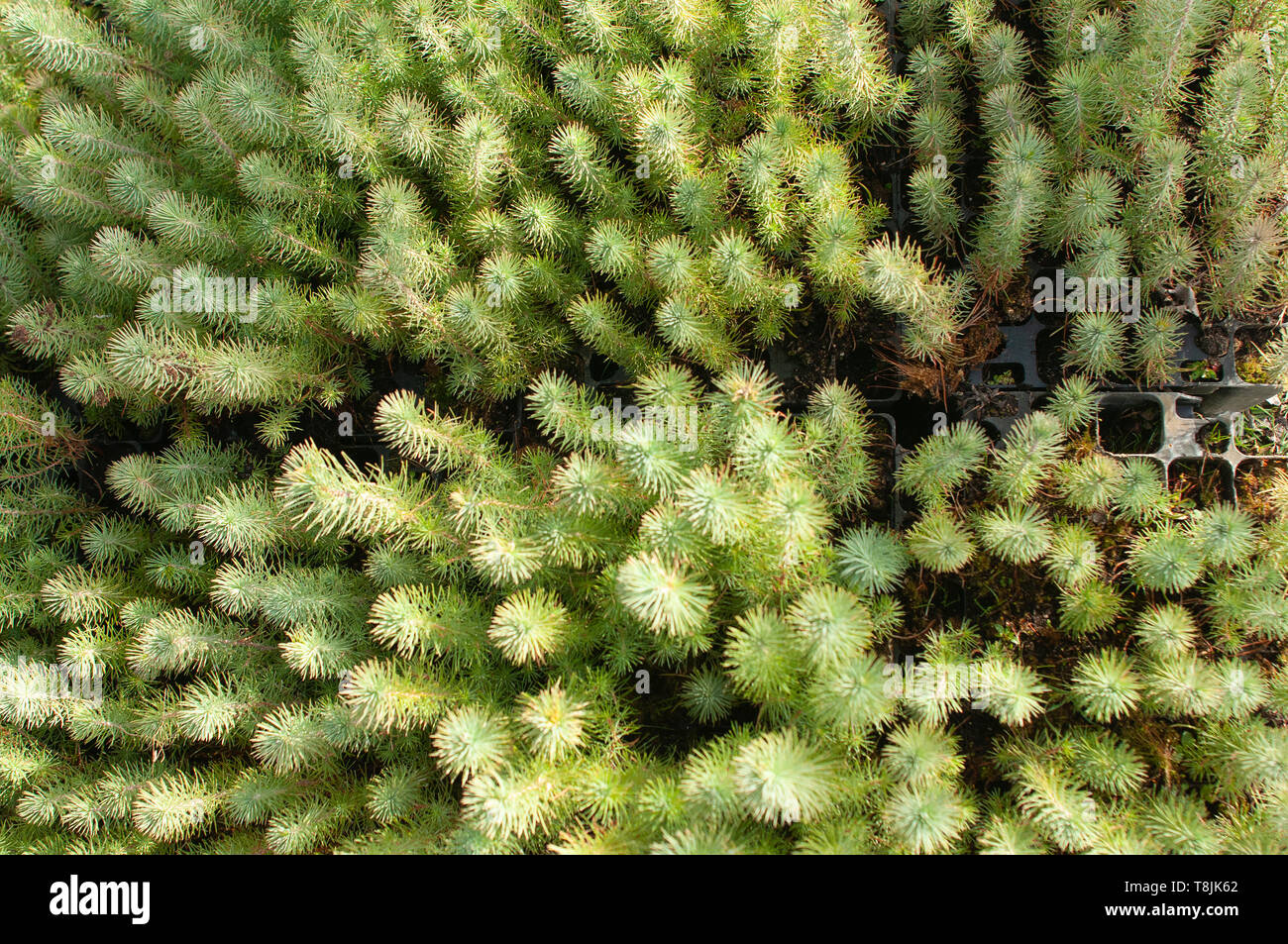 Kiefer Baumschule für die wiederaufforstung - Pinus pinea Stockfoto