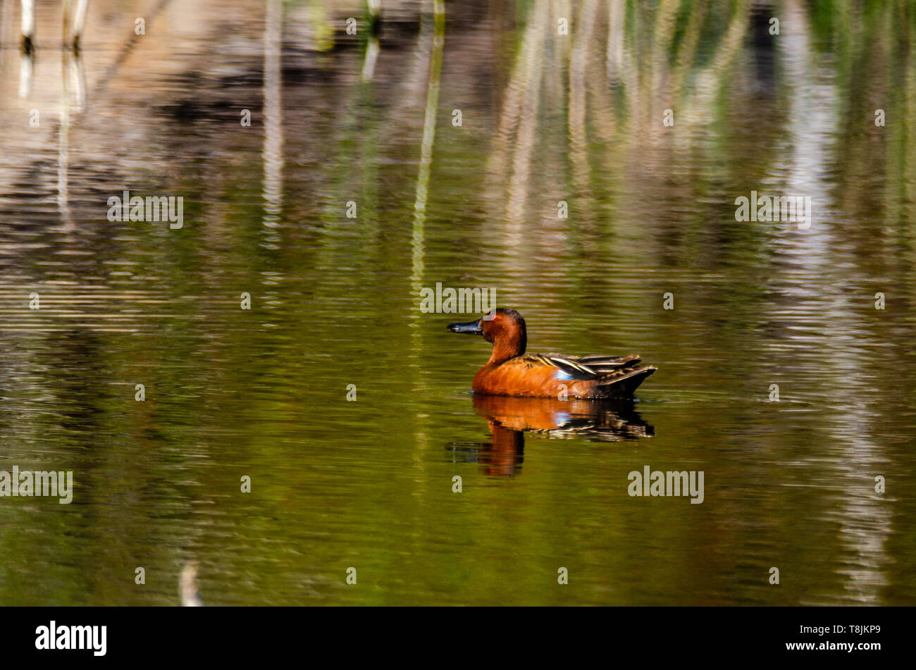 Cinnamon Teal an Turnbull National Wildlife Refuge Stockfoto