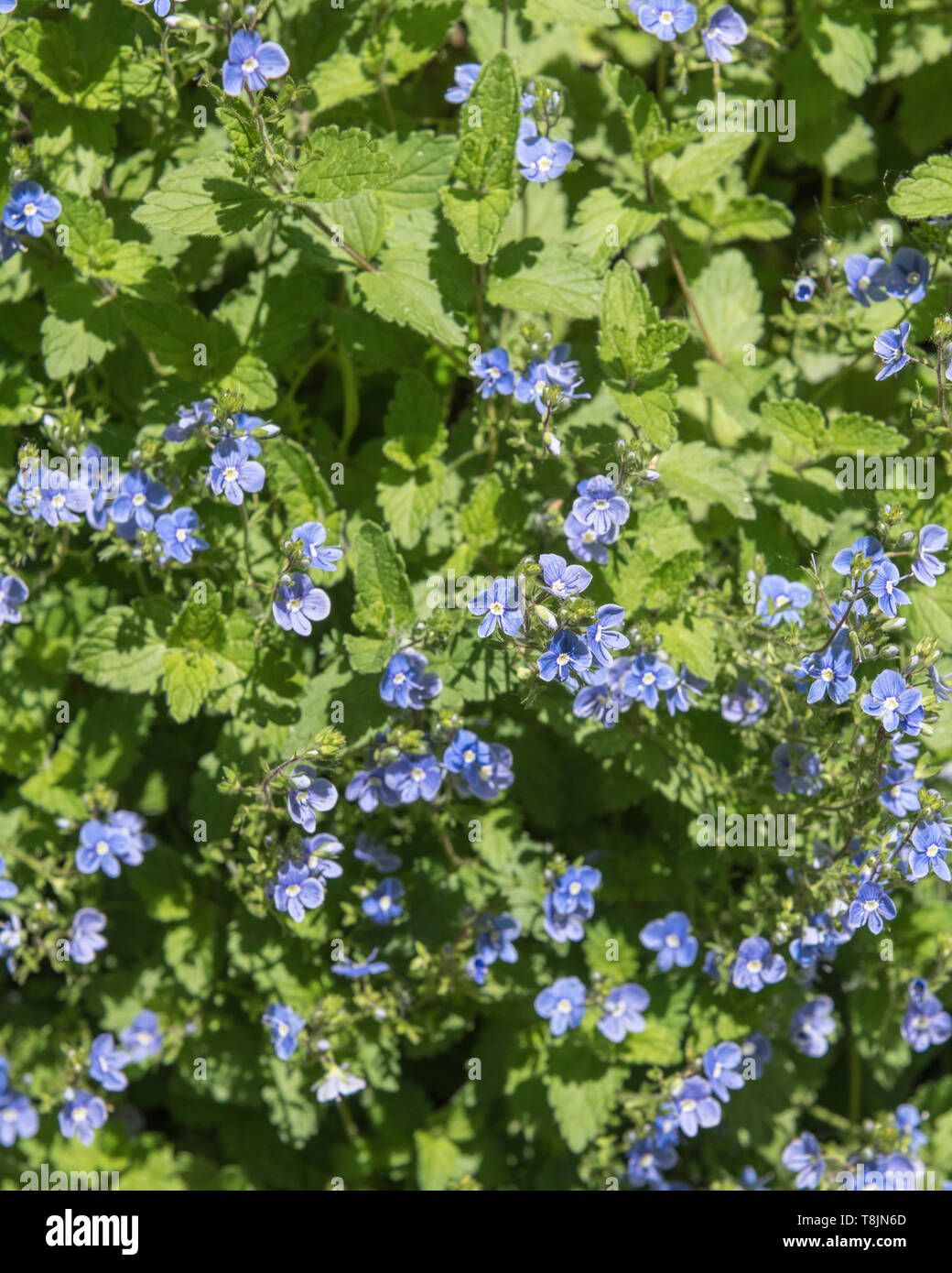 Patch des kleinen blauen Blüten von germander Speedwell/Veronica chamaedrys  im Sonnenschein. Früher als Heilpflanze in pflanzliche Heilmittel verwendet  Stockfotografie - Alamy