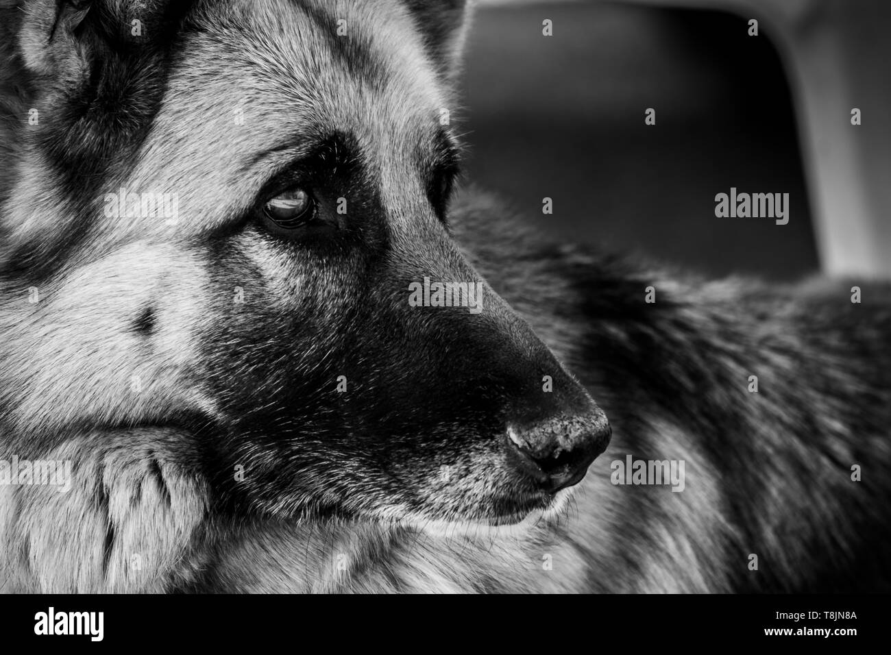 Nahaufnahme des Deutschen Schäferhundes. Haustiere Hochformat. Schwarze und weiße natürliche Portrait Stockfoto