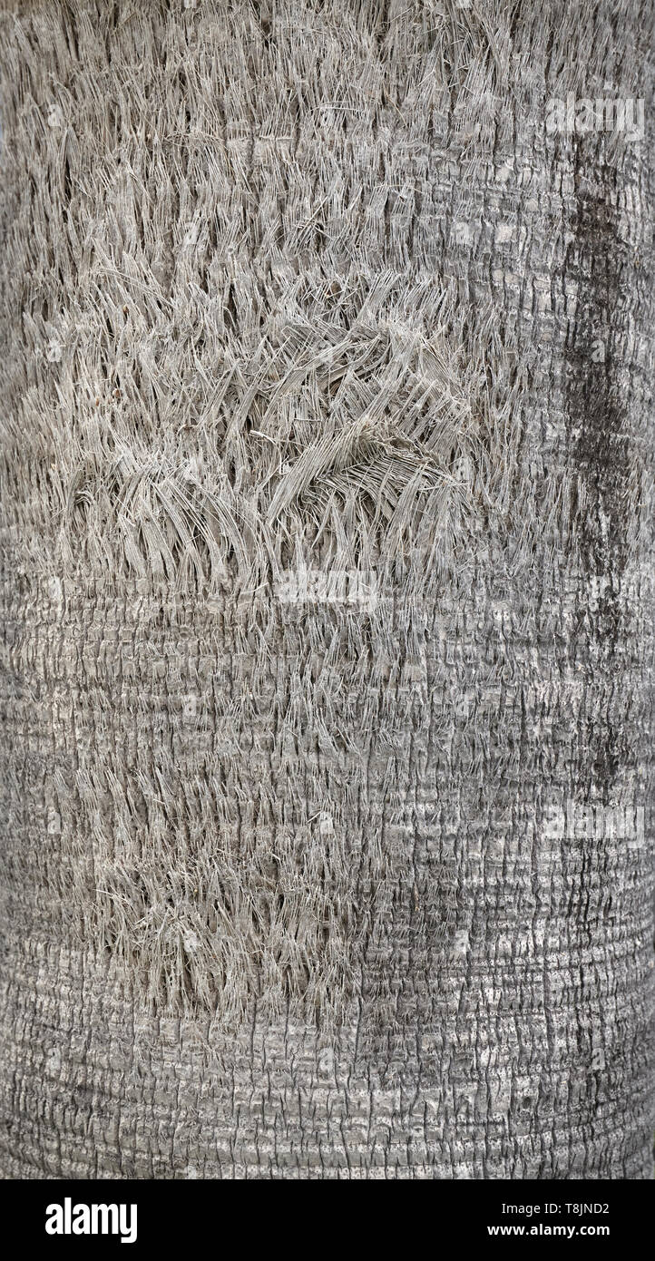 Nahaufnahme Bild eines Palm Tree Trunk, natürliche Hintergrund oder Textur, selektive konzentrieren. Stockfoto