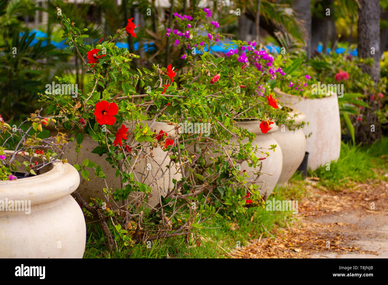 Bunte Blumen in grau, Beton, Töpfe, Waikiki Beach, Hawaii, USA. Stockfoto