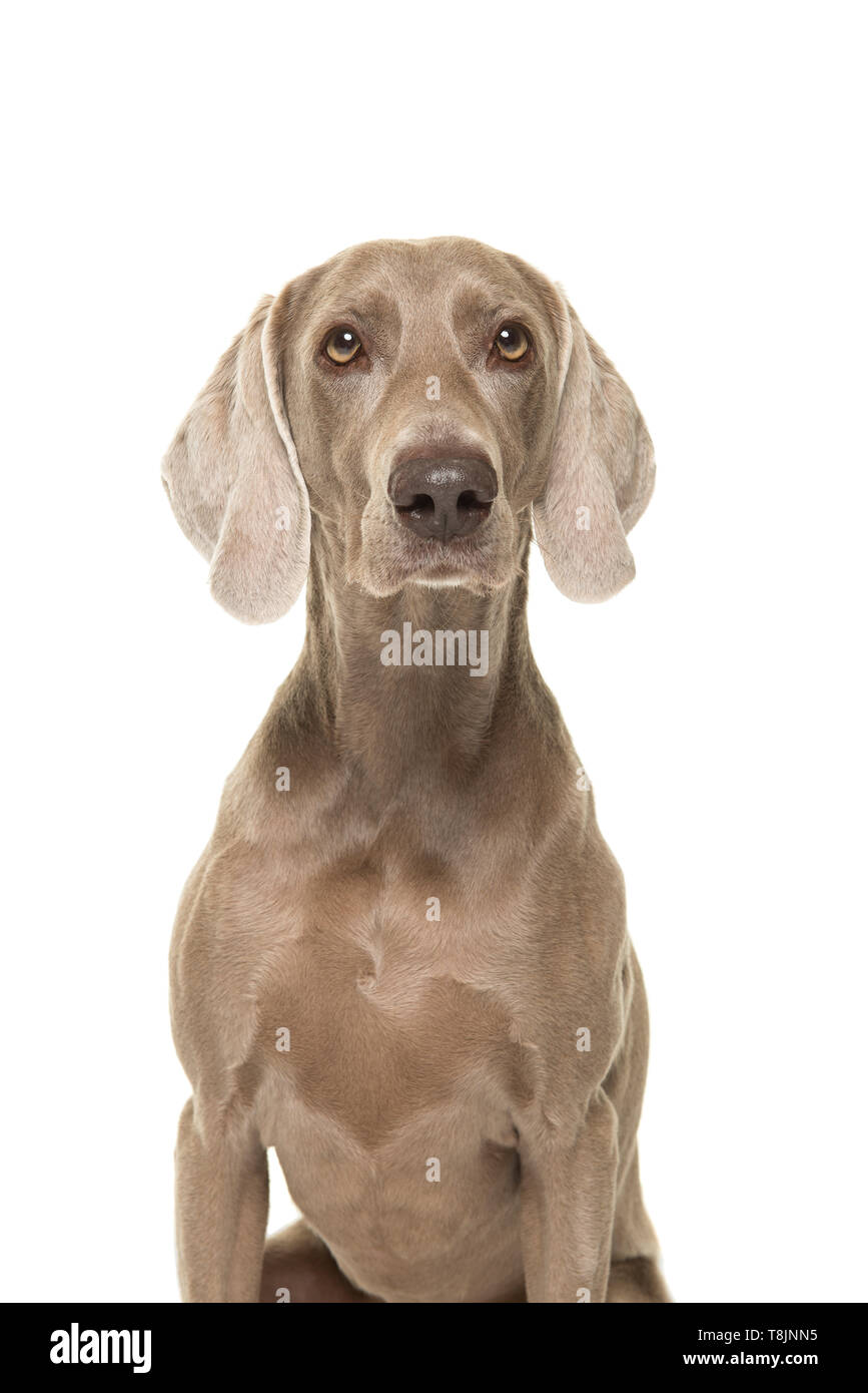 Porträt einer weimaraner Hund an der Kamera auf einem weißen Hintergrund suchen Stockfoto