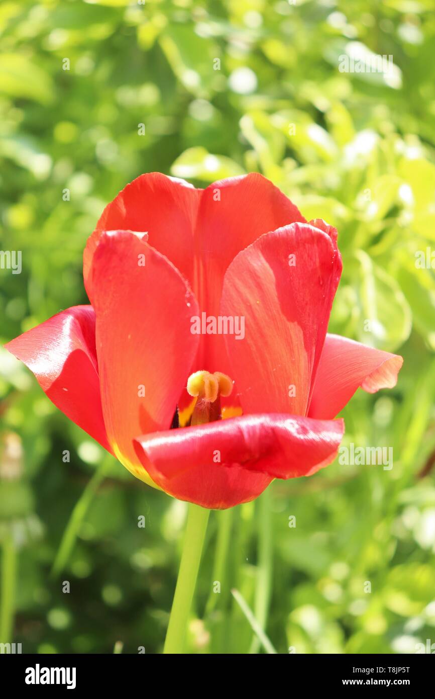 Rote Tulpe in einem Garten in Deutschland Stockfoto