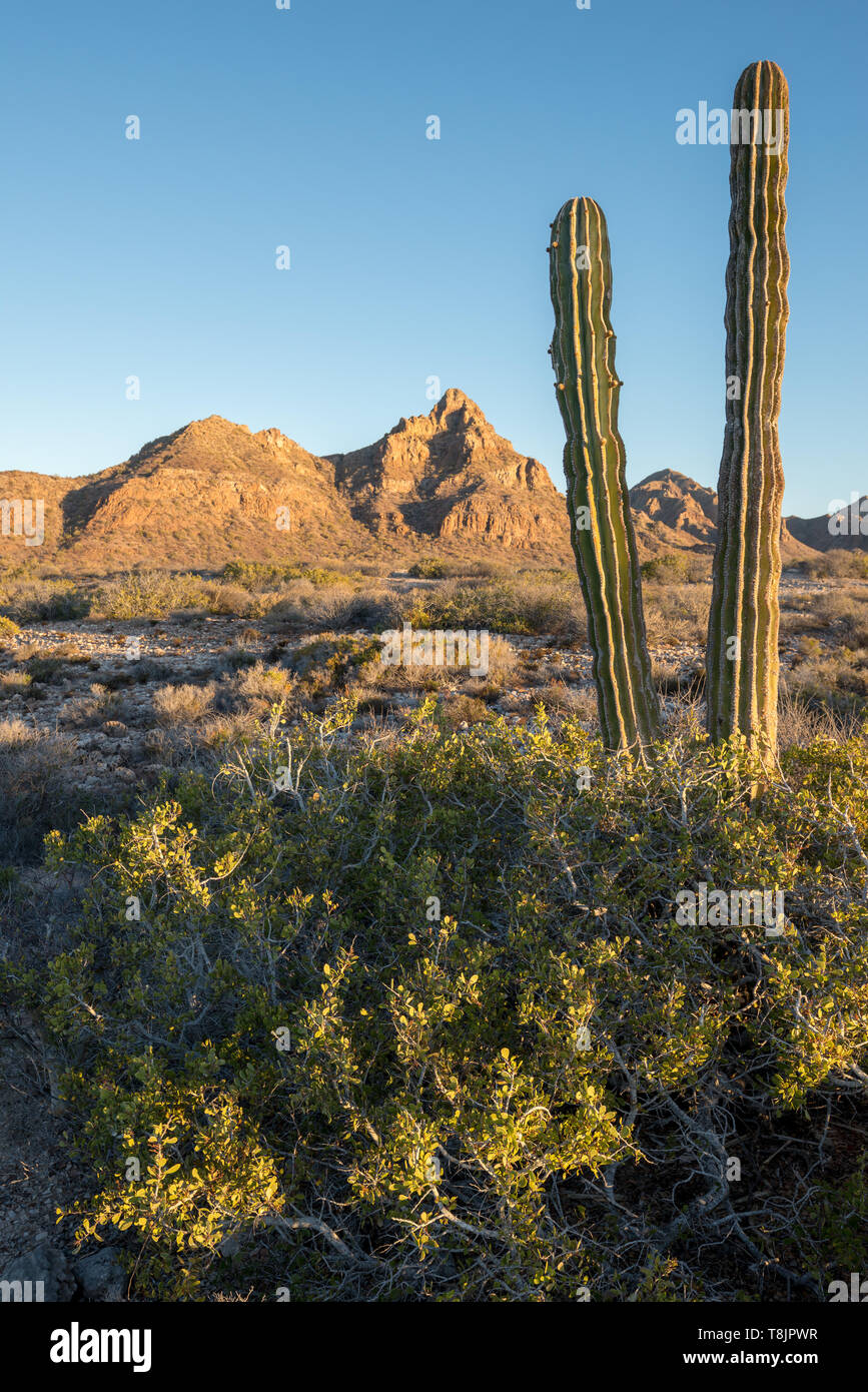 Desert Vegetation, Bucht von Loreto Nationalpark, Baja California Sur, Mexiko. Stockfoto