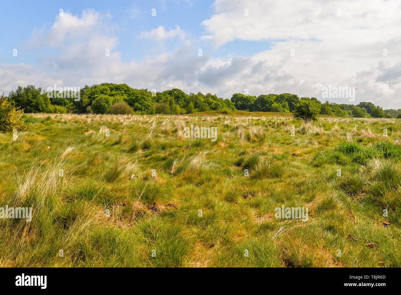 Langes Gras auf Wanstead Wohnungen - London, Großbritannien Stockfoto