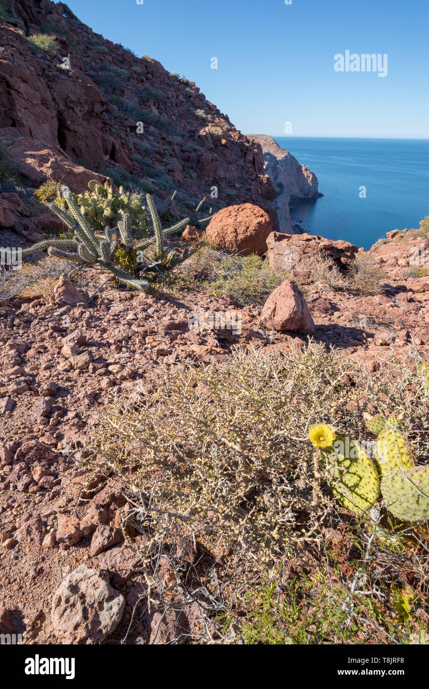 Desert Vegetation, La Partida, Baja California Sur, Mexiko. Stockfoto