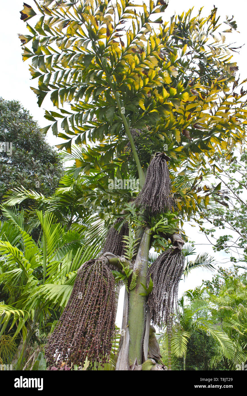 Fishtail Palm Tree Stockfoto