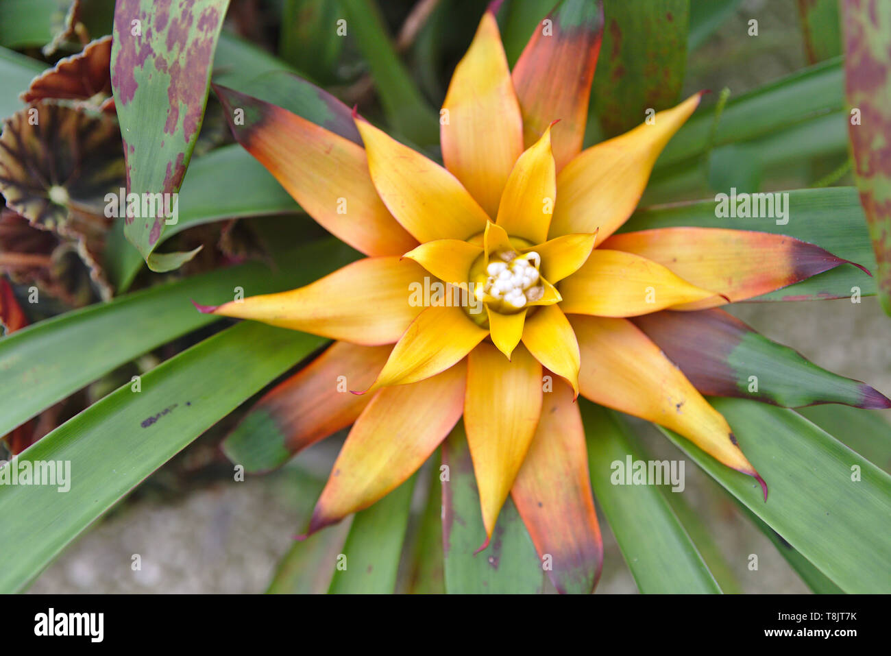 Spiky orange exotische Blume Stockfoto