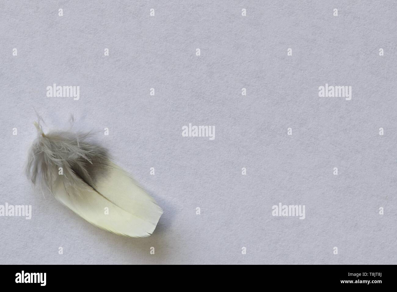 Plain grauer Hintergrund mit einer kleinen Feder in der unteren linken Ecke, was Raum für Text. Stockfoto