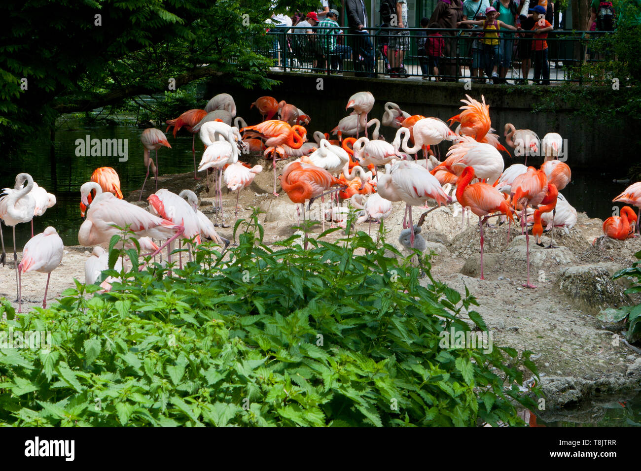 Flamingos an der Münchner Zoo Stockfoto