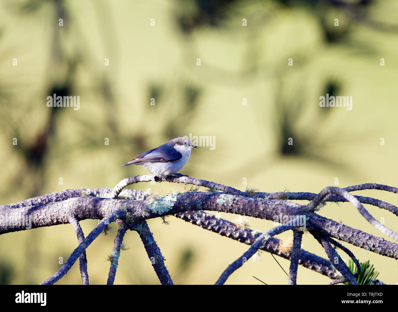Pygmäen Kleiber Stockfoto