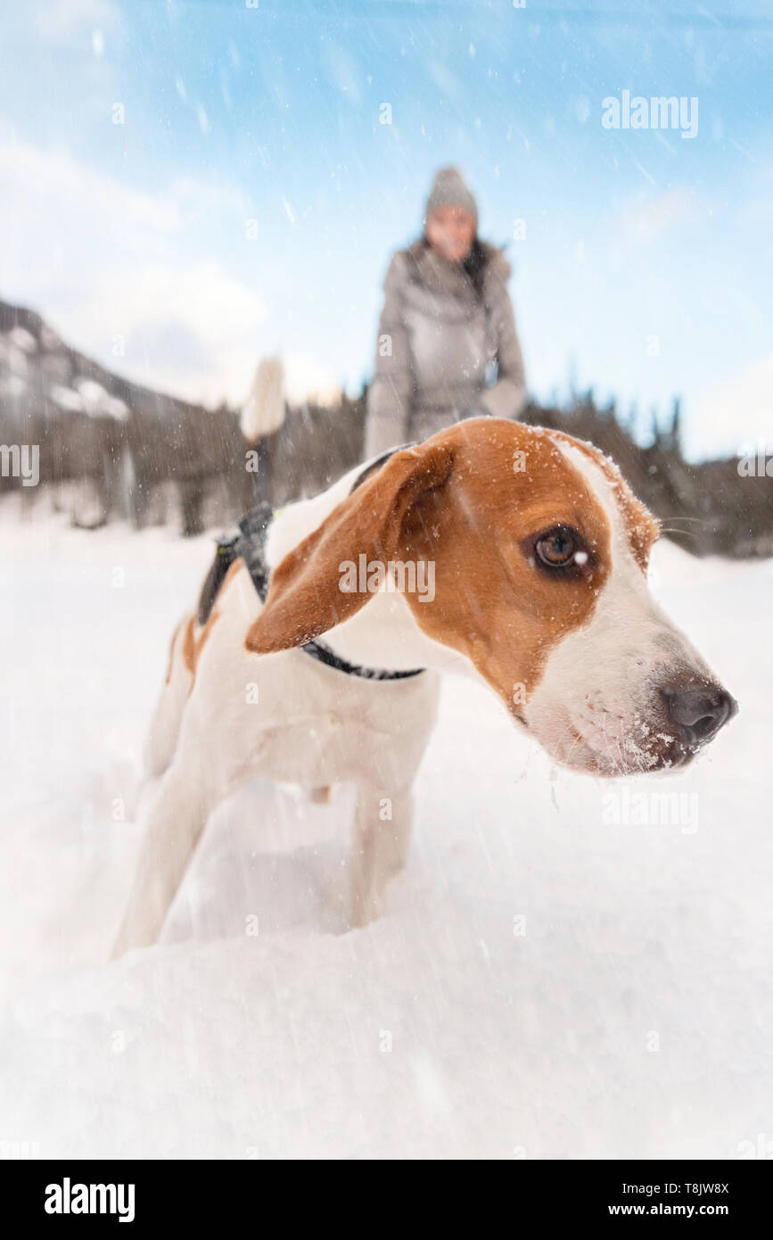 Junge Mädchen auf einem Spaziergang mit Ihrem Beagle Hund im Winter Spaß im Schnee. Stockfoto