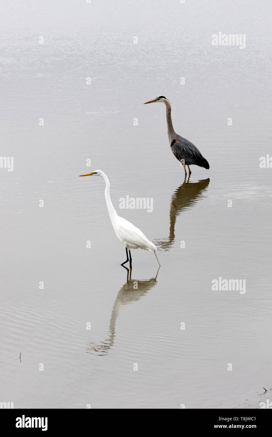 Ein Silberreiher, Ardea alba und ein Great Blue Heron, Ardea Herodias, zusammen in einem Salt Marsh. Edwin B. Forsythe National Wildlife Refuge, New Jersey, U Stockfoto