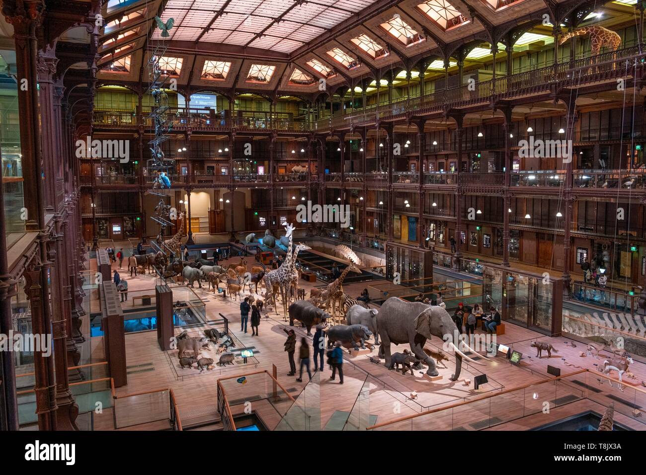 Frankreich, Paris, Museum National d'Histoire Naturelle (National Museum of Natural History), La Grande Galerie de l'Evolution (Evolution), die von der Galerie Stockfoto