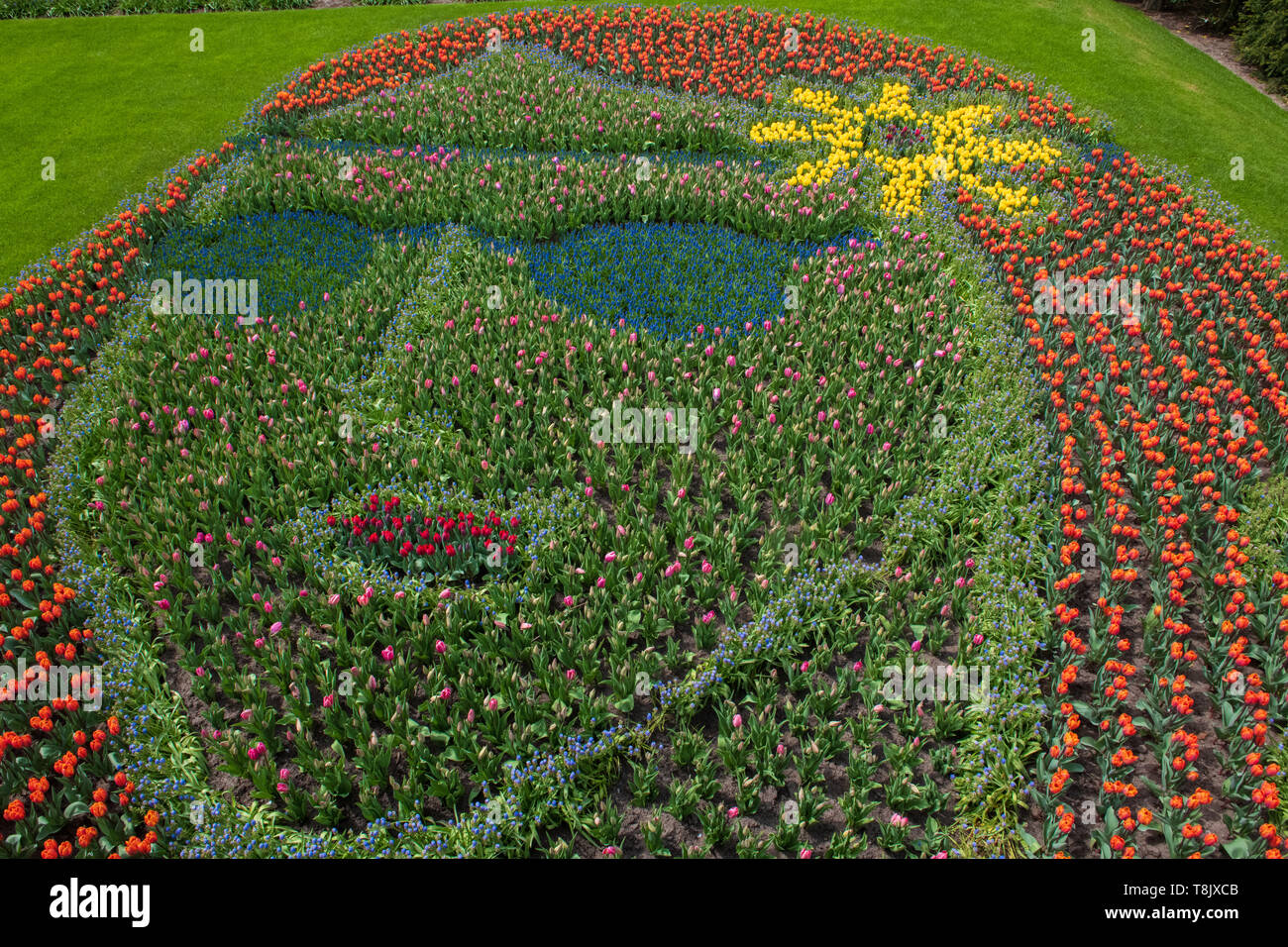 Tulpen & Tulip - Keukenhof - Frühling Blumen in Holland - Tulpen in den Niederlanden - Arten - Tulipa Liliaceae Familie Stockfoto