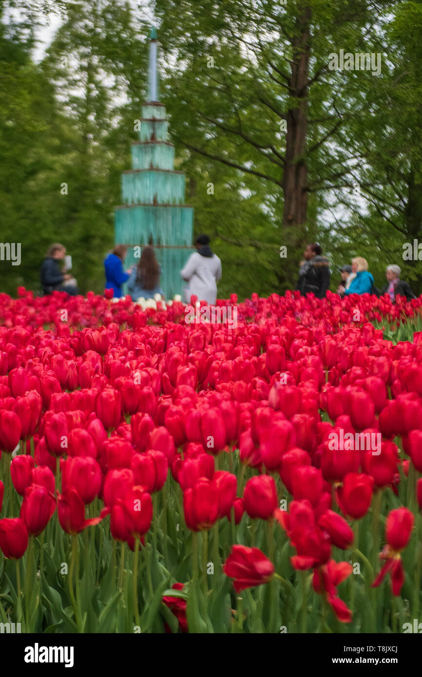 Keukenhof Gardens Touristen - Niederlande - Tourismus Tulpen - Tulpen - Tulpe Blume Betten - Tulip Blumen Stockfoto