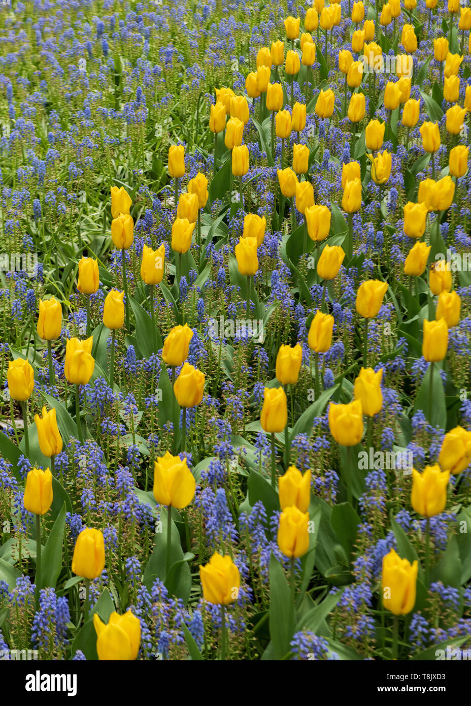 Tulpen & Tulip - Keukenhof - Frühling Blumen in Holland - Tulpen in den Niederlanden - Arten - Tulipa Liliaceae Familie Stockfoto