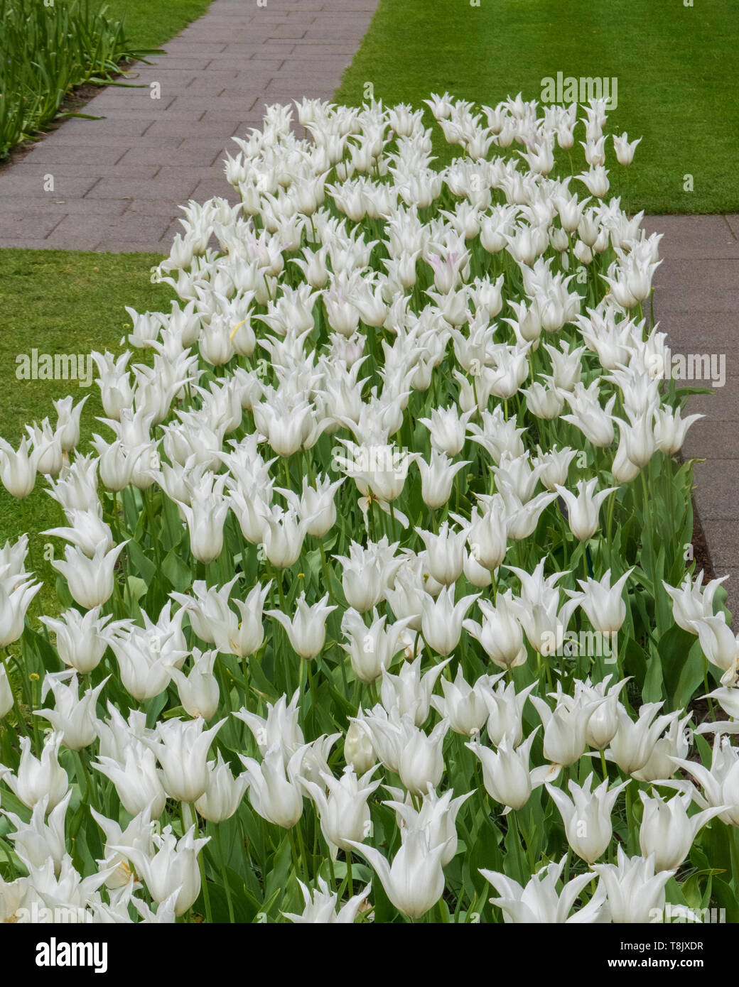 Weiße Tulpen & Tulip - Keukenhof - Frühling Blumen in Holland - Tulpen in den Niederlanden - Arten - Tulipa Liliaceae Familie Stockfoto