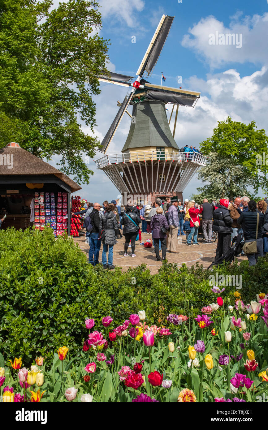 Windmuhle In Holland Hollandische Windmuhle Und Tulpen Turm