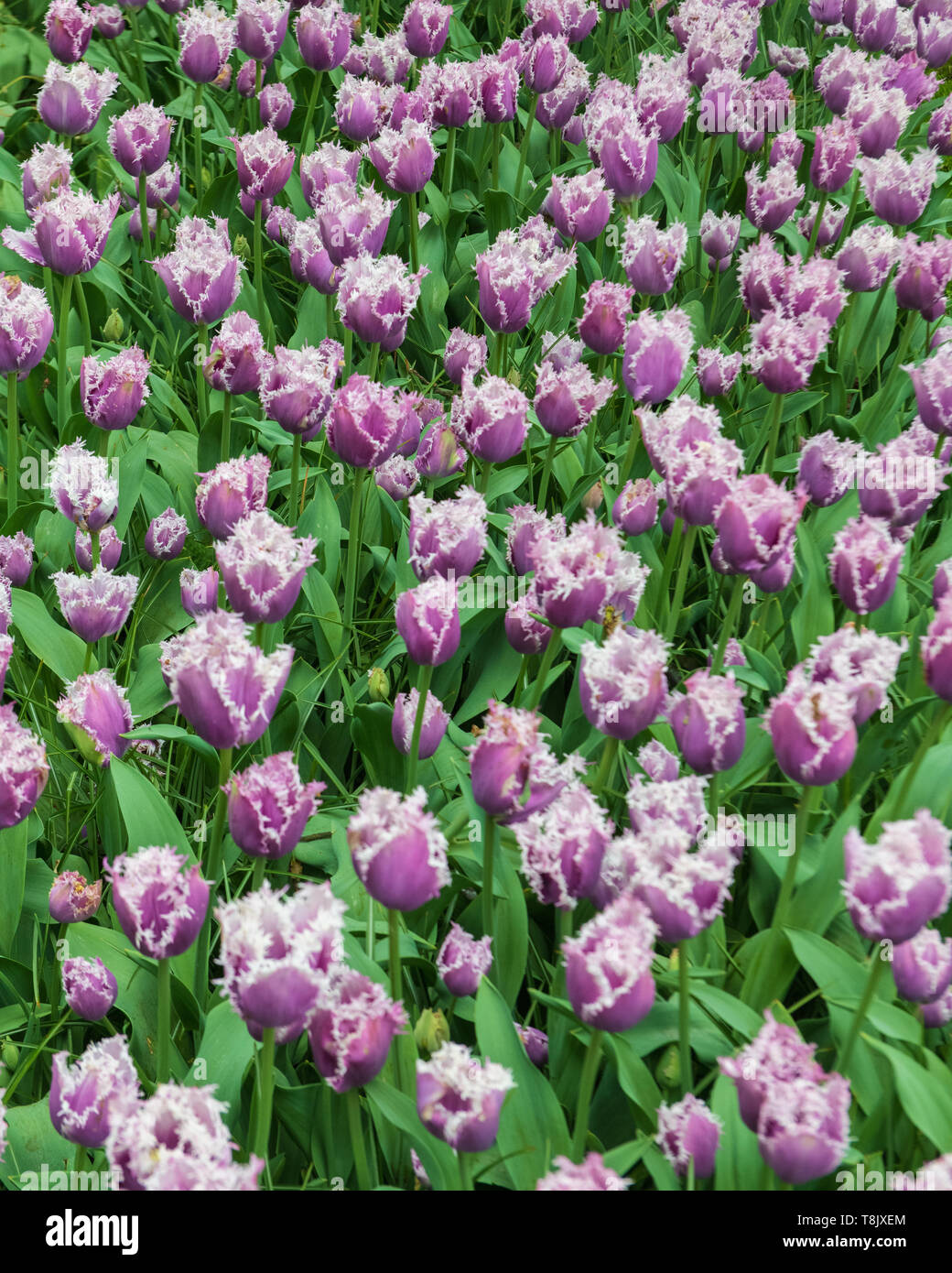 Tulpen & Tulip - Keukenhof - Frühling Blumen in Holland - Tulpen in den Niederlanden - Arten - Tulipa Liliaceae Familie Stockfoto