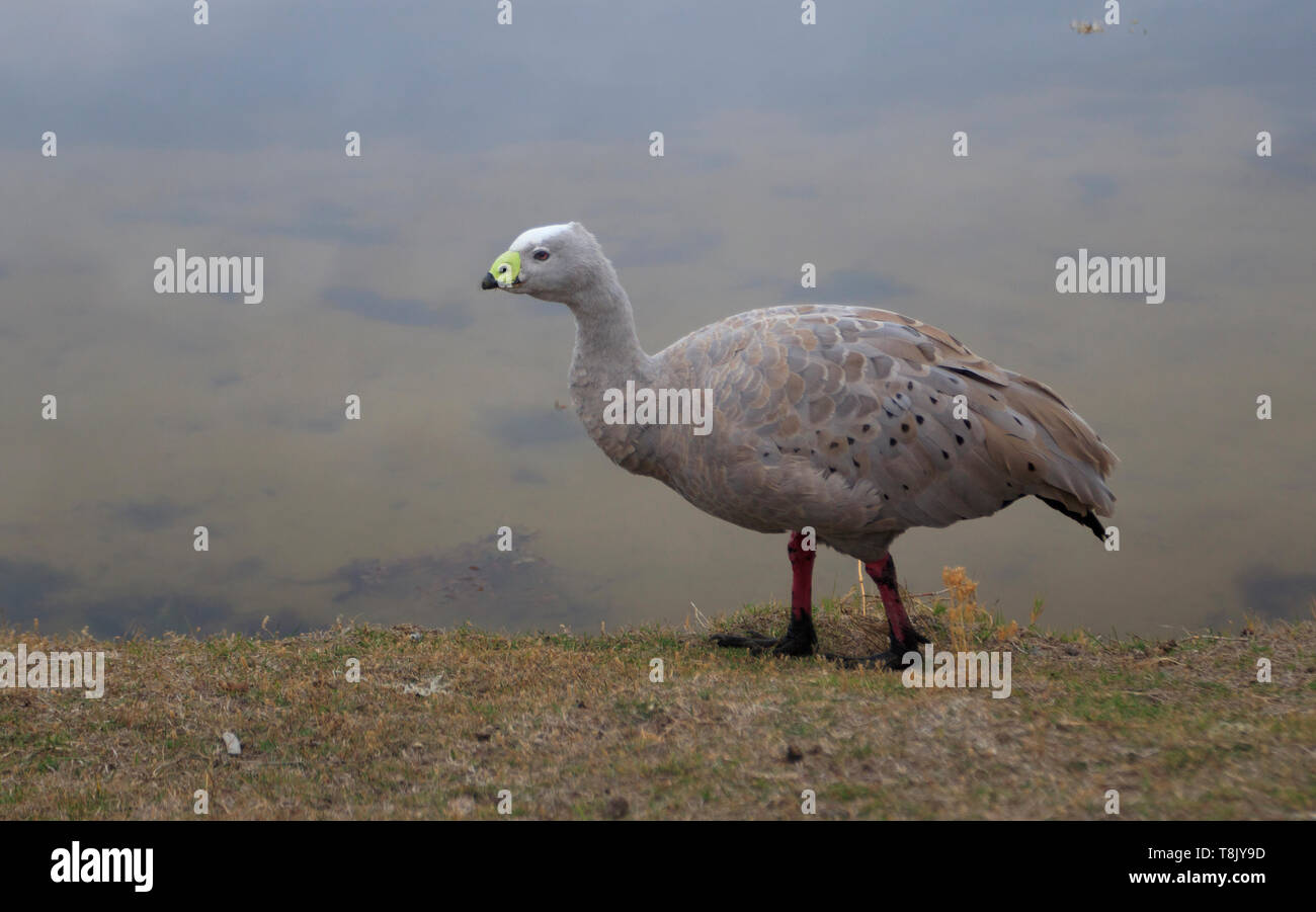 Ein Cape Barren Goose, Cereopsis novaehollandiae an der Ostküste von Tasmanien, Australien Stockfoto