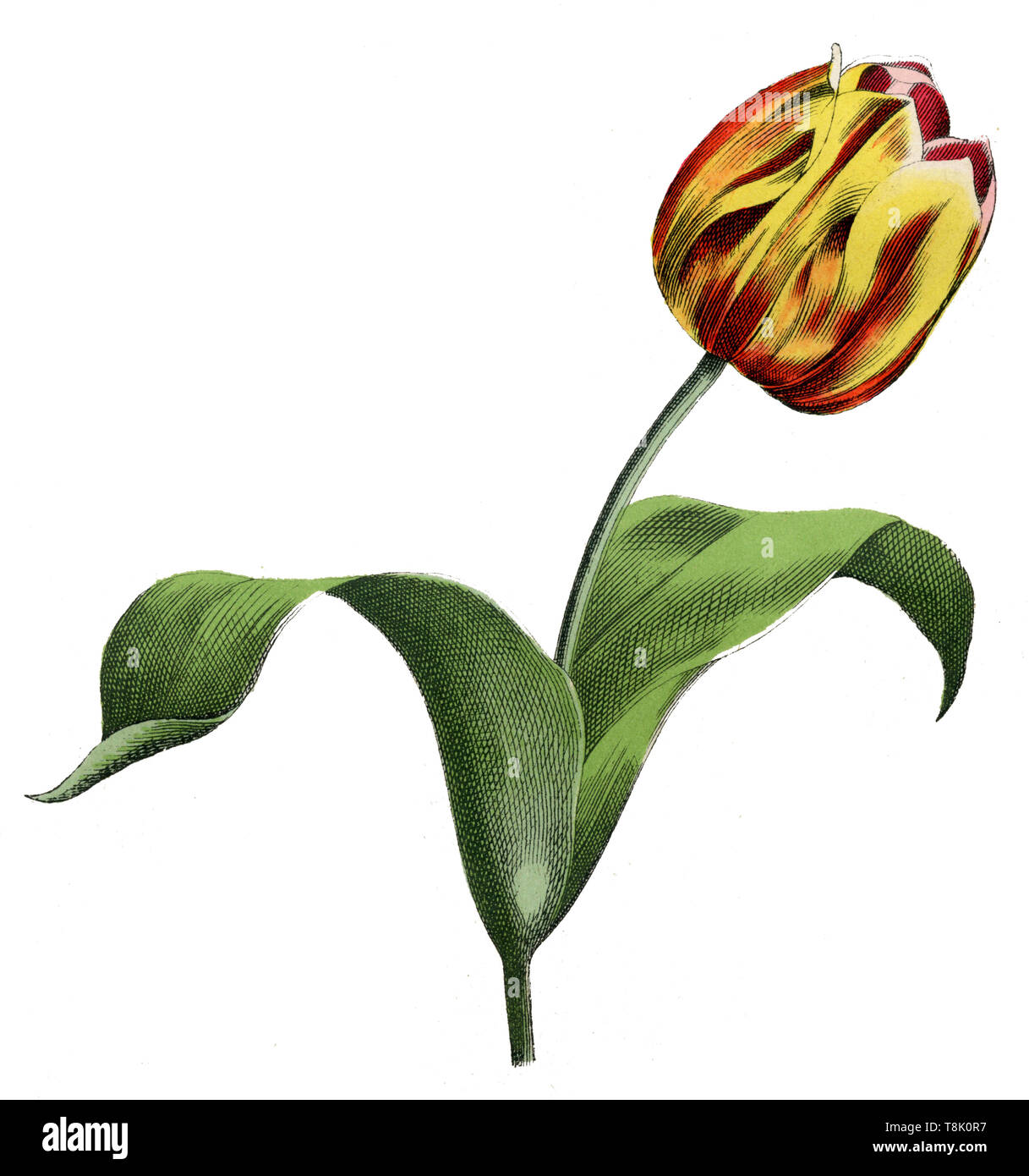 Von Didier tulip oder Garten Tulpe Tulipa gesneriana, (, ) Stockfoto