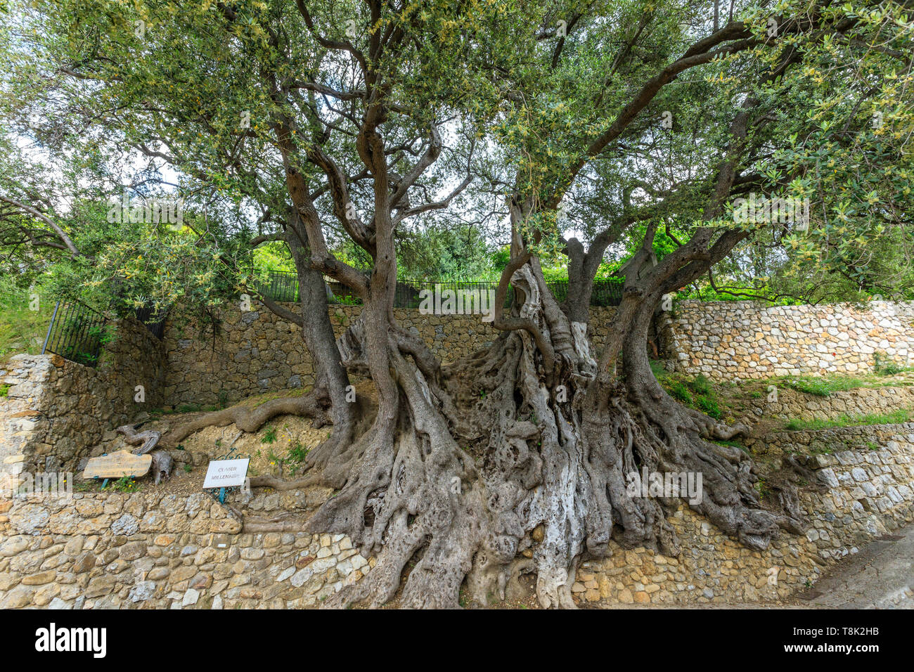 Frankreich, Alpes Maritimes, Roquebrune Cap Martin, der tausendjährigen Olivenbaum beschriftet Arbre Remarquable de France (bemerkenswerte Baum von Frankreich) // Frankreich, EIN Stockfoto