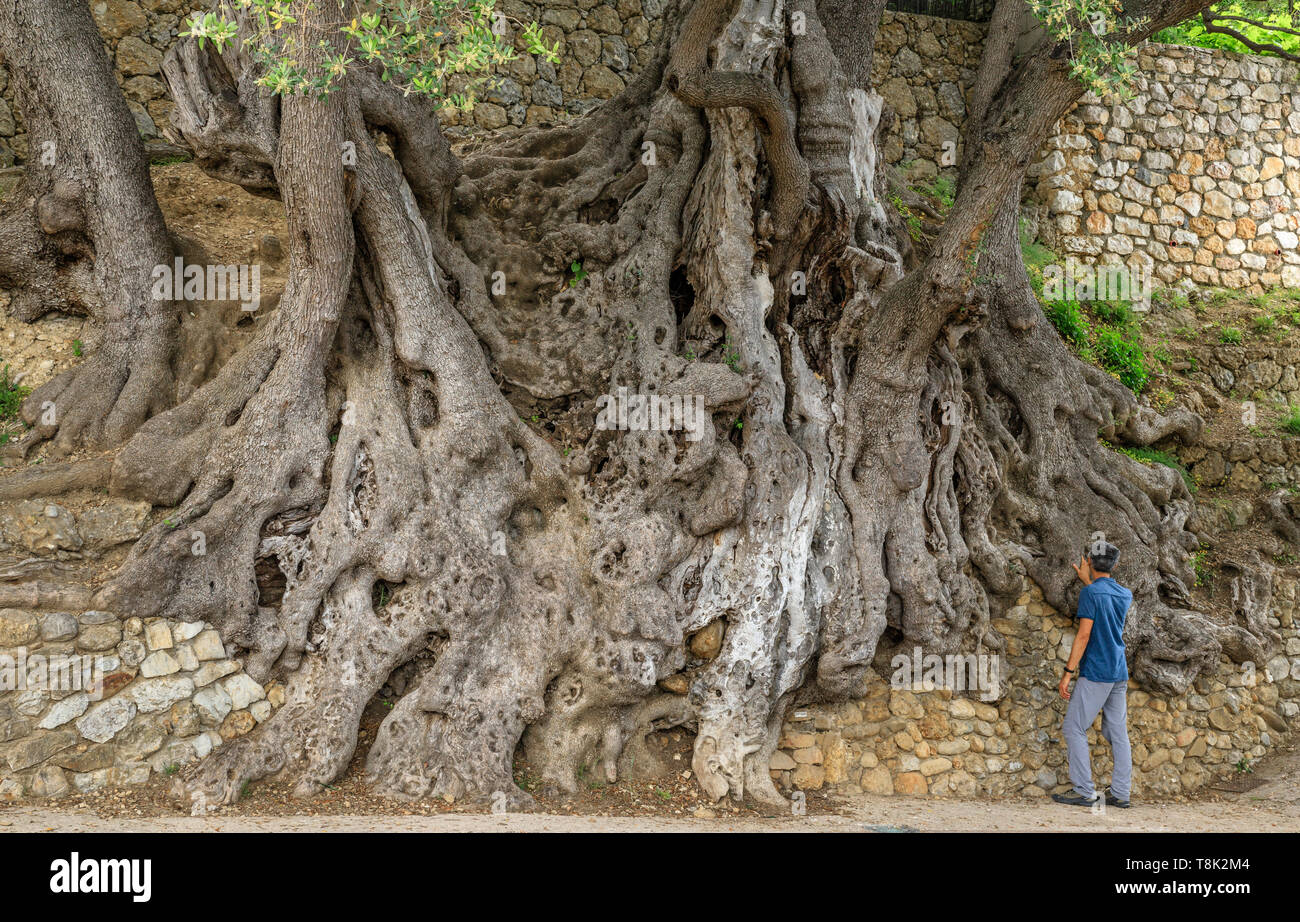 Frankreich, Alpes Maritimes, Roquebrune Cap Martin, der tausendjährigen Olivenbaum beschriftet Arbre Remarquable de France (bemerkenswerte Baum von Frankreich) // Frankreich, EIN Stockfoto