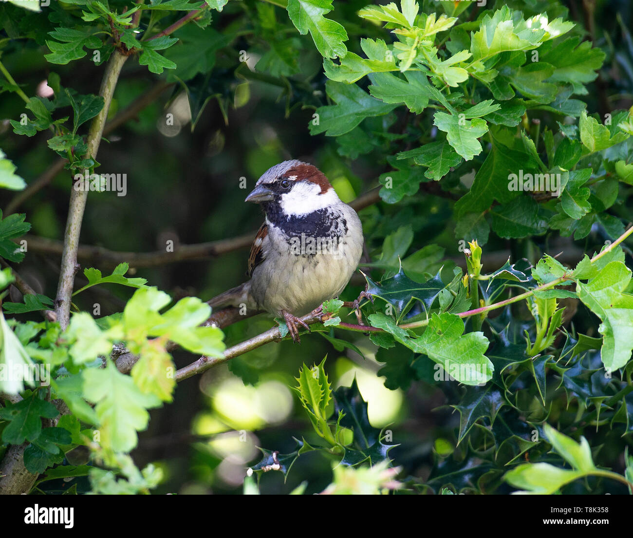 Erwachsenen männlichen Haussperling Hocken auf einem Zweig in einem Hawthorn Hedge-Fonds auf der Suche nach Nahrung in einem Garten in Alsager Cheshire England Vereinigtes Königreich Großbritannien Stockfoto