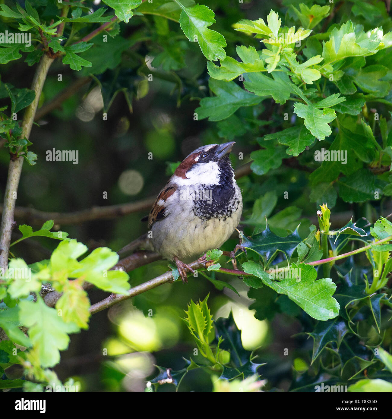 Erwachsenen männlichen Haussperling Hocken auf einem Zweig in einem Hawthorn Hedge-Fonds auf der Suche nach Nahrung in einem Garten in Alsager Cheshire England Vereinigtes Königreich Großbritannien Stockfoto