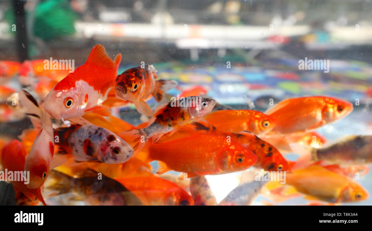 Viele Goldfische schwimmen in einem Aquarium in einem Pet Shop Stockfoto