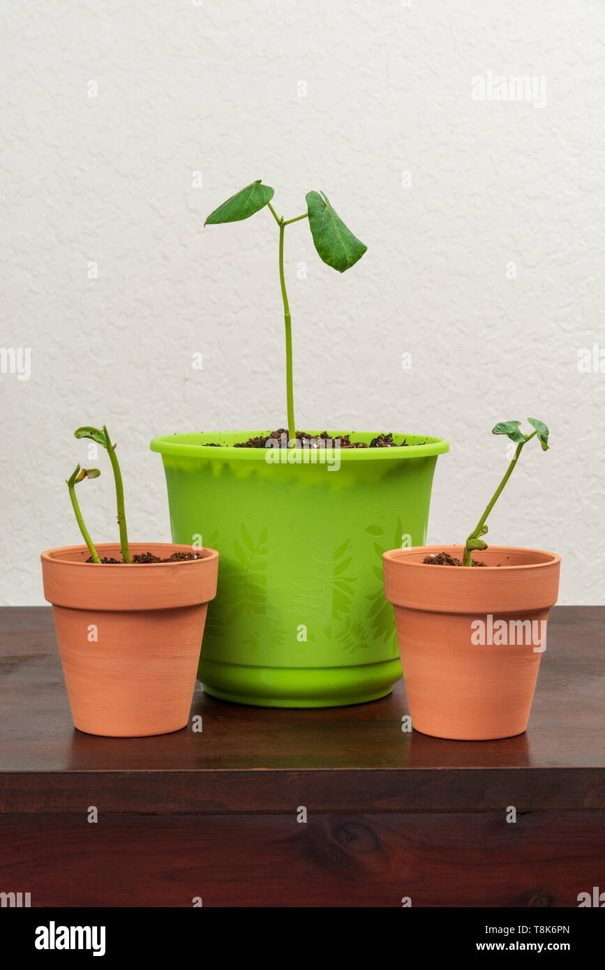 Vertikaler drei Töpfe mit jungen Pflanzen in ihnen. Holz- Oberfläche mit einem weißen Hintergrund. Stockfoto