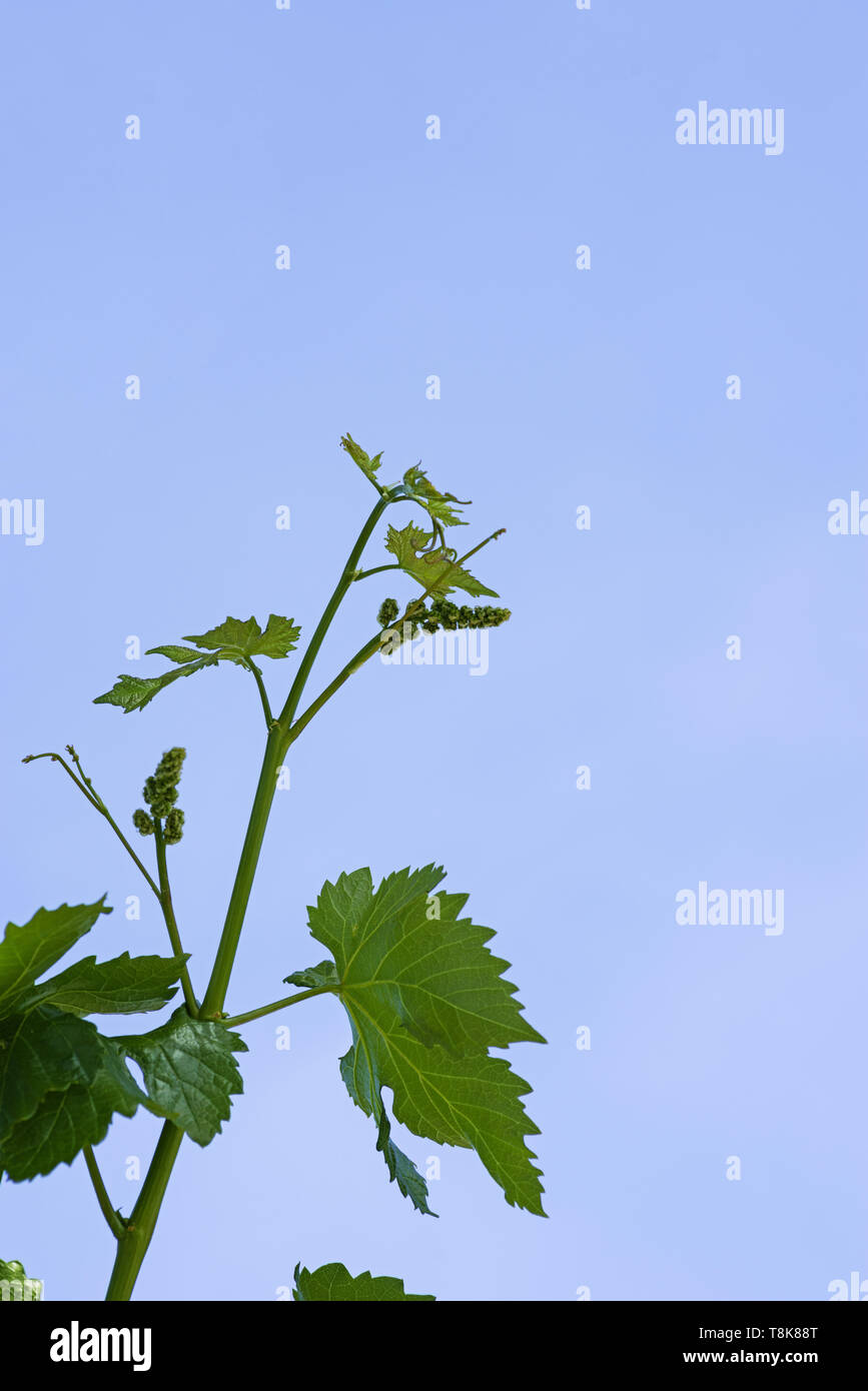 Neue grüne Weinrebe mit Blüte Blütenstände im Frühjahr mit blauem Himmel Hintergrund Stockfoto