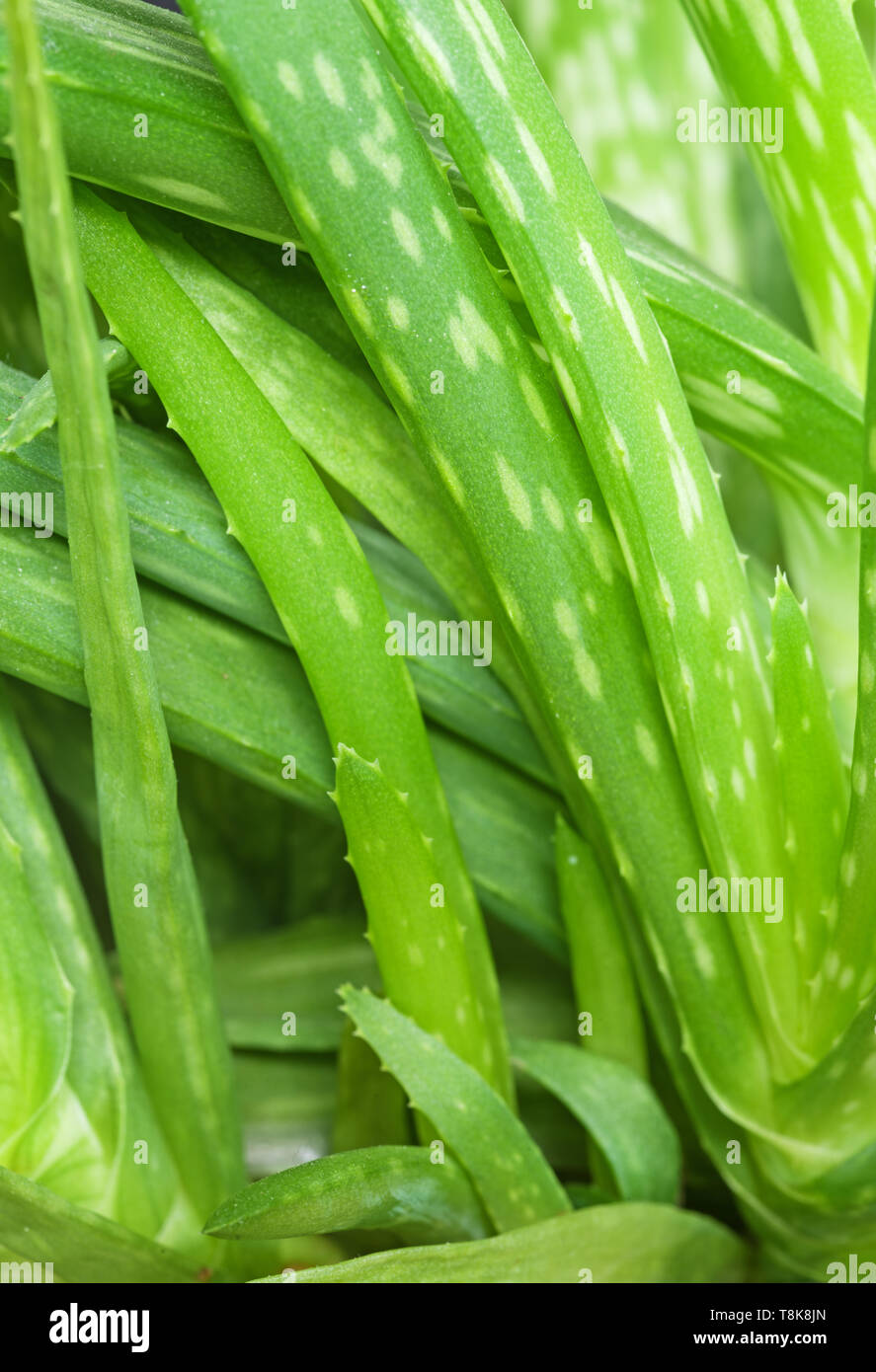 Grün Aloe Vera Pflanze Blätter Hintergrund mit selektiven Fokus Stockfoto