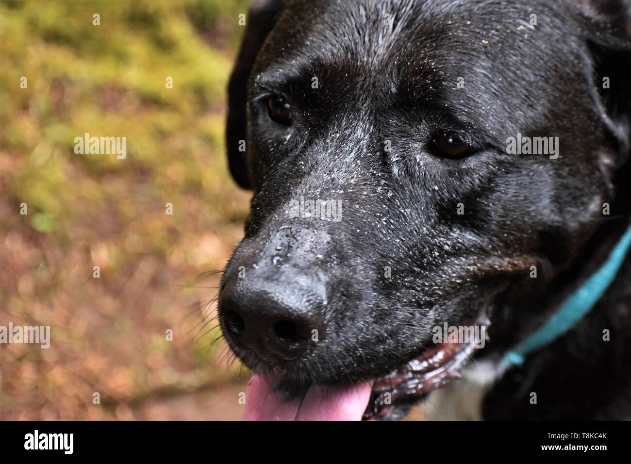 Mans Best Friend Stockfoto