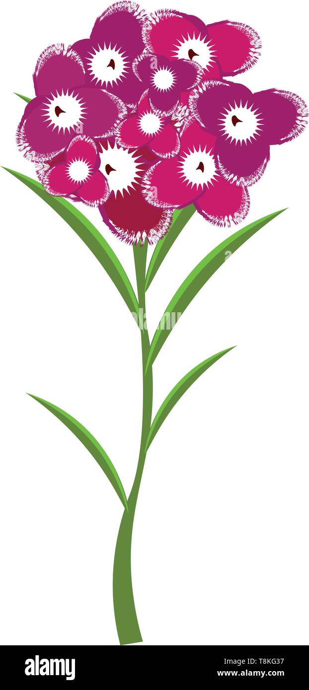 Die nelke ist süß duftende Pflanze mit weißen, rosafarbenen oder roten Blüten, oft getragen als Dekoration der formellen Anlässen., Vector, Farbe, Zeichnung oder Illustra Stock Vektor