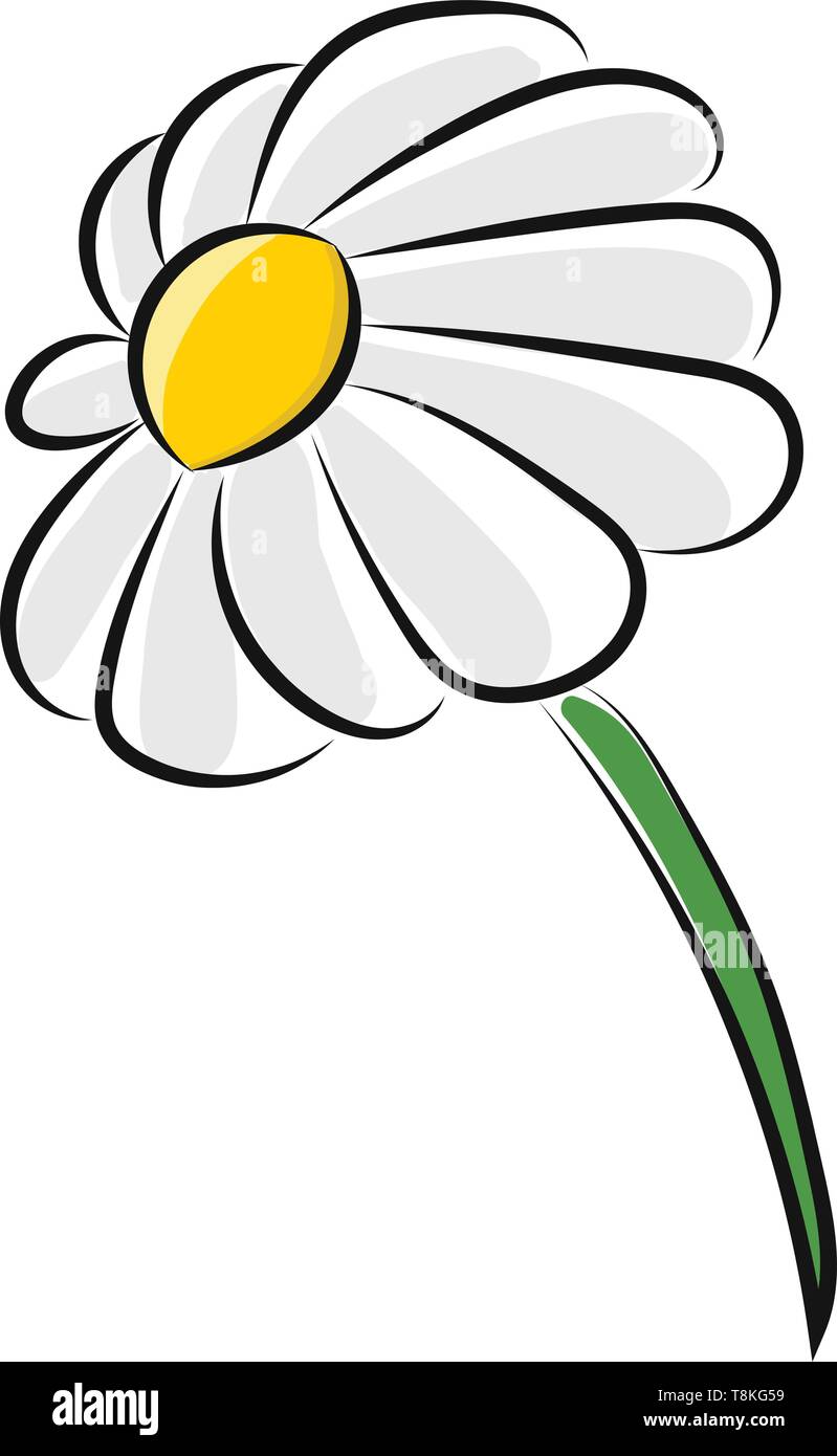 Es ist eine aromatische Pflanze mit weißen und gelben Blumen verwendet, um Tee zu machen., Vector, Farbe, Zeichnung oder Abbildung. Stock Vektor