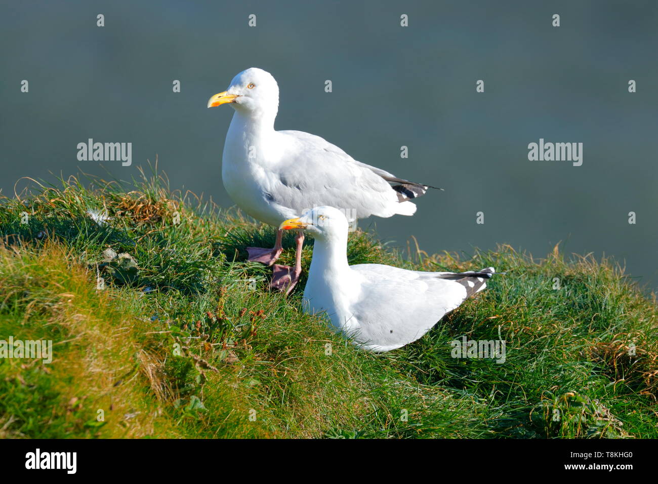 Hering Gulls bei Bempton in North Yorkshire Stockfoto