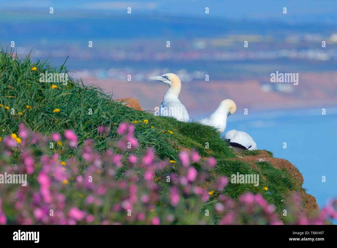 Northern Gannet bei RSPB Bempton Cliffs in East Yorkshire, Großbritannien Stockfoto
