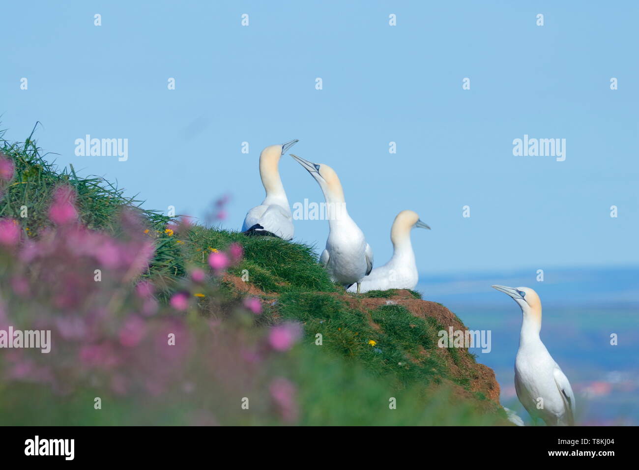 Northern Gannet bei RSPB Bempton Cliffs in East Yorkshire, Großbritannien Stockfoto