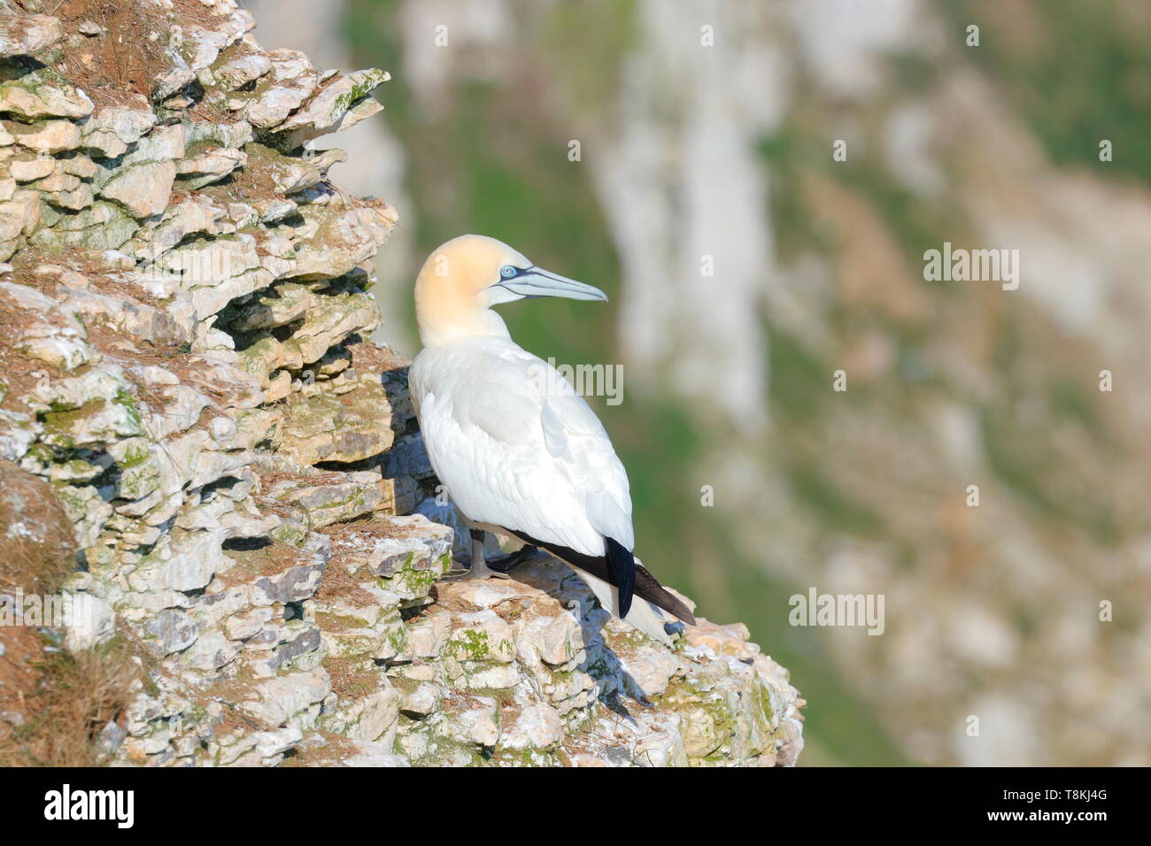 Northern Gannet bei RSPB Bempton Cliffs in East Yorkshire, Großbritannien Stockfoto