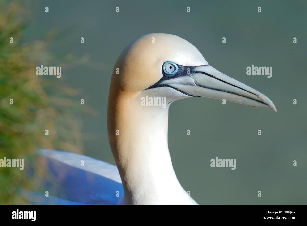 Northern Gannet bei RSPB Bempton Cliffs in East Yorkshire, Großbritannien Stockfoto