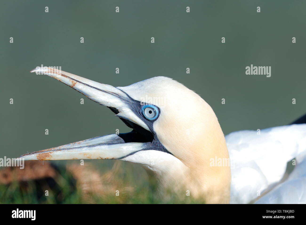 Northern Gannet bei RSPB Bempton Cliffs in East Yorkshire, Großbritannien Stockfoto