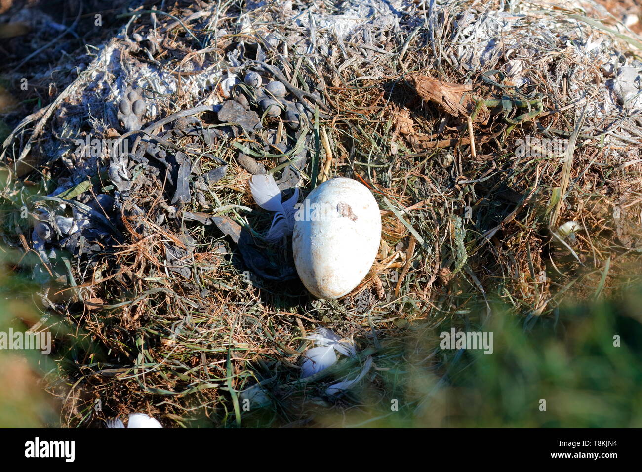 Ein einzelnes Gannet-Ei auf einem Nest im Bempton Cliffs Naturreservat in North Yorkshire. Stockfoto