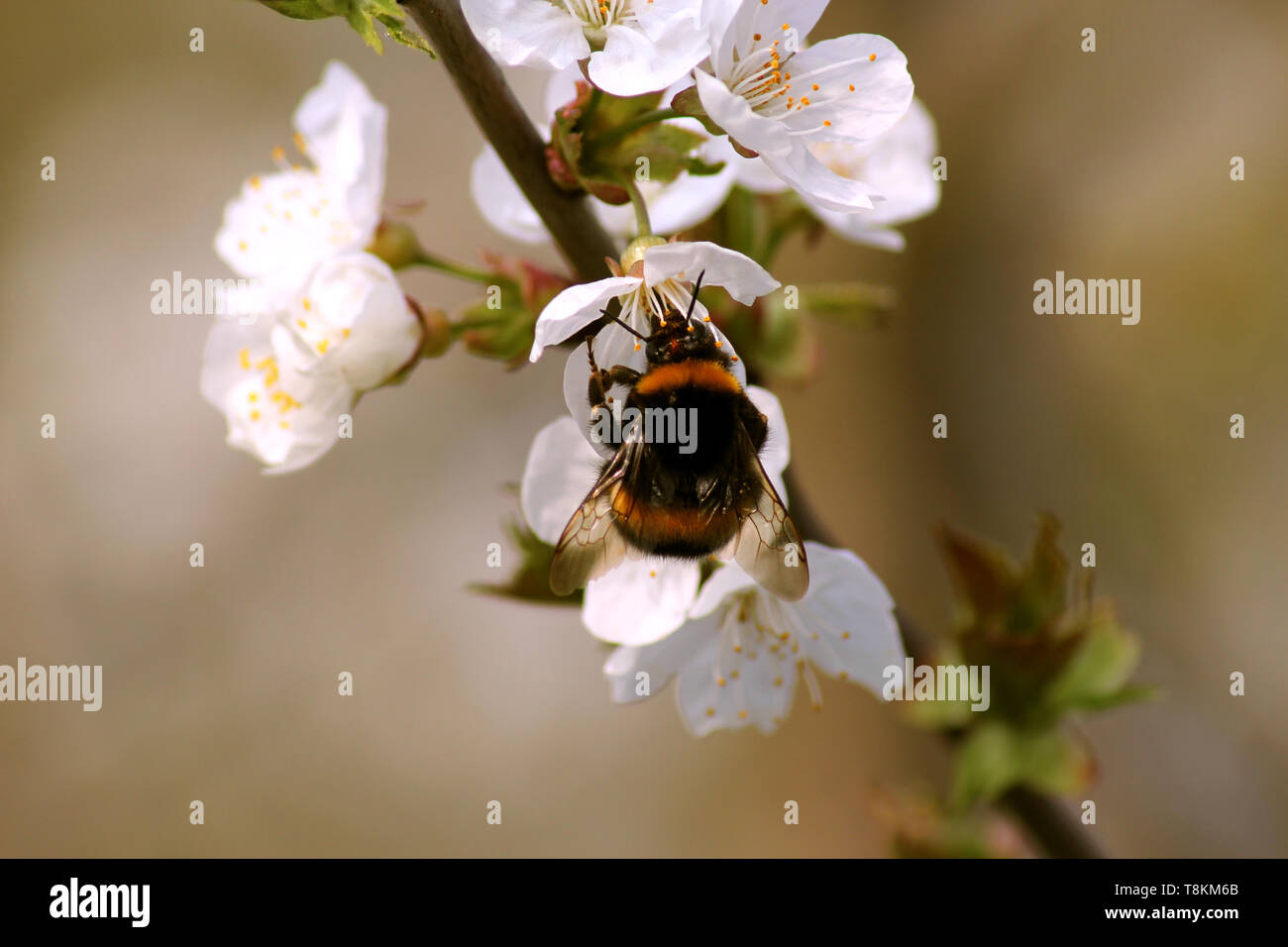 Gestreifte bumble bee Nektar sammelt auf blühender Apfelbaum Stockfoto