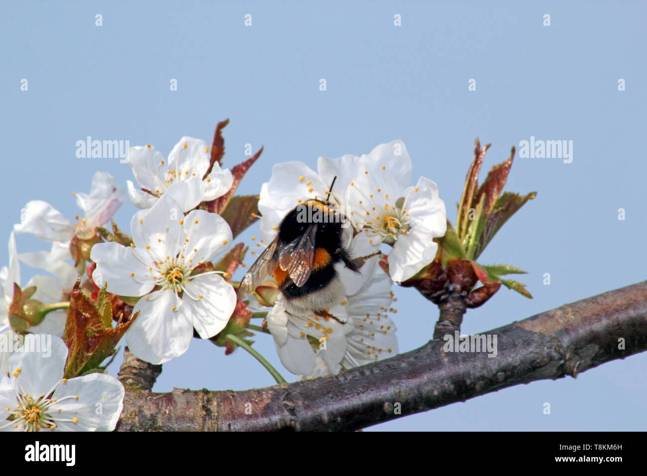 Gestreifte bumble bee Nektar sammelt auf blühender Apfelbaum Stockfoto